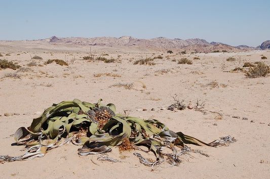 Welwitschia Mirabilis WelwitschiaNamibiaは2000歳で成長できます* 3レアシード