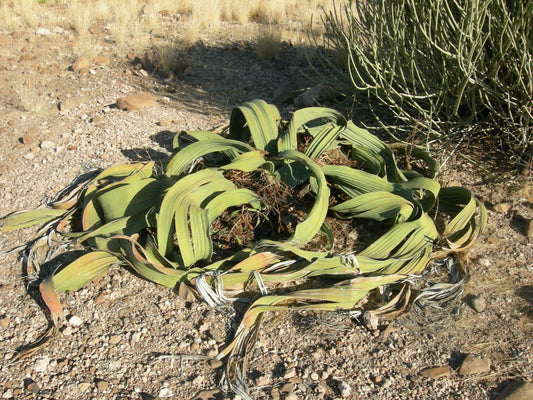 Welwitschia Mirabilis Welwitschia Namibia può crescere 2000 anni * 3 semi rari