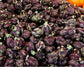 Cynara Cardunculus Scolymus * Violetta Di Chioggia Alcachofra roxa * RARO 5 Sementes