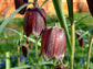Fritillaria Ruthenica * Fiore notturno nero * Quantità limitata MOLTO RARA * 3 semi