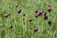Fritillaria Ruthenica * Fiore notturno nero * Quantità limitata MOLTO RARA * 3 semi