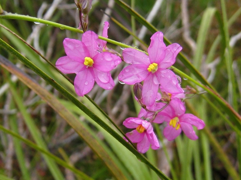 Ixia Scillaris * Beautiful Unique Pink Flowers * RARE * 5 Seeds * Limited *