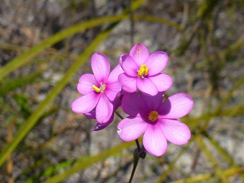 Ixia Scillaris * Beautiful Unique Pink Flowers * RARE * 5 Seeds * Limited *