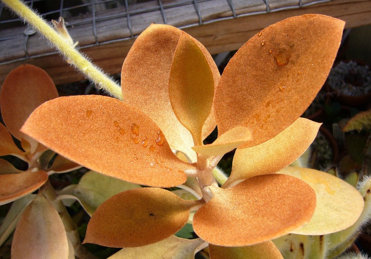 Kalanchoe Orgyalis * Copper Golden Spoons * VERY RARE * Succulent * 10 Seeds *