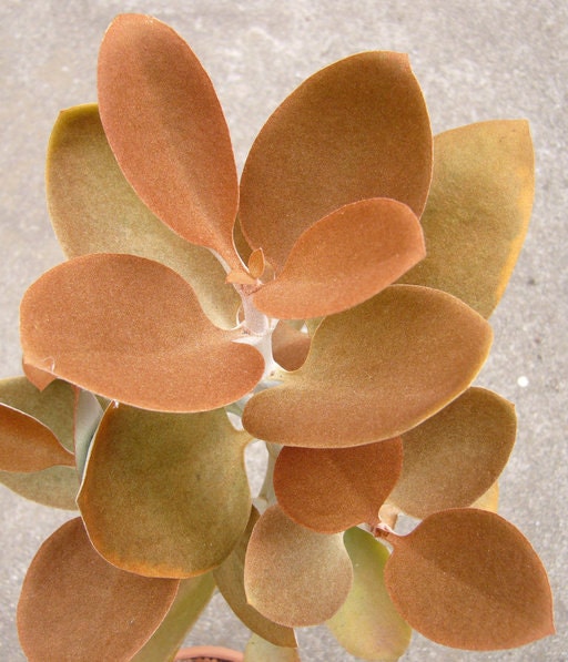 Kalanchoe Orgyalis * Copper Golden Spoons * VERY RARE * Succulent * 10 Seeds *