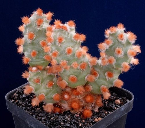 Tephrocactus Molinensis * Opuntia Molinensis * Cactus fresco 5 semi * Molto raro