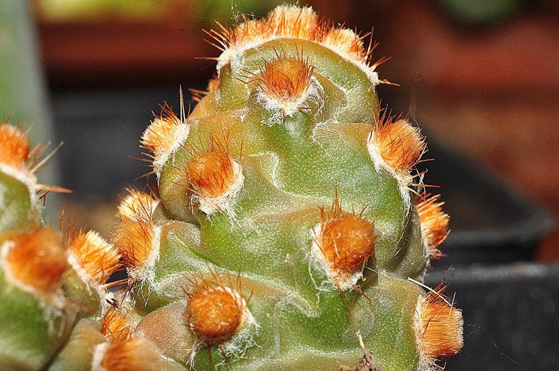 Tephrocactus Molinensis * Opuntia Molinensis *新鮮なサボテン5シード*非常にまれ