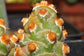 Tephrocactus Molinensis * Opuntia Molinensis * Fresh Cactus 5 Seeds * Muito Raro