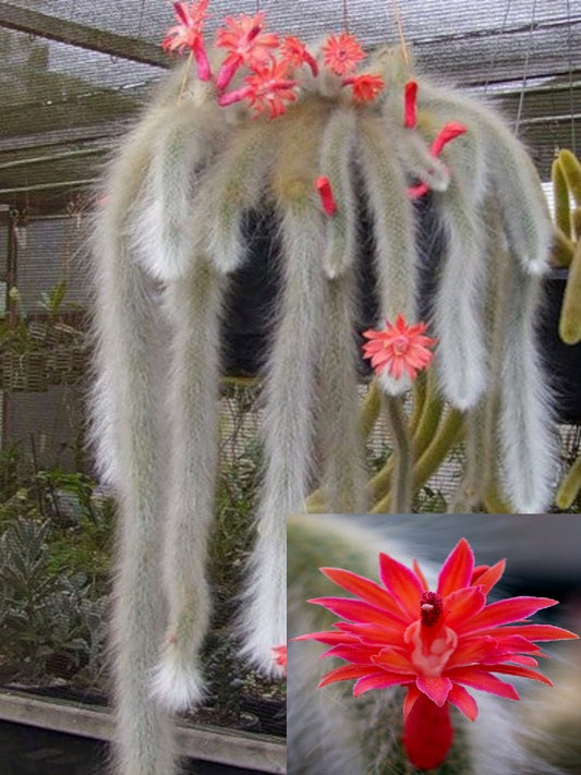 Hildewintera Colademononis * Impressionante Cacto Rabo de Macaco * Flores Vermelhas * 10 sementes