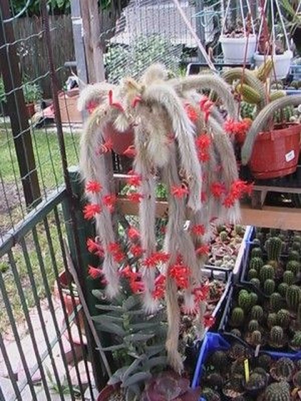 Hildewintera Colademononis * Stunning Monkey Tail Cactus * Fiori rossi * 10 semi