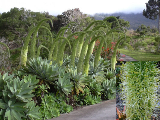 Agave Attenuata * Beautiful Swan's Neck * Unusual Lion's Tail * 20 Fresh Seeds *
