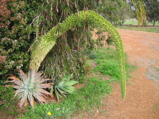 Agave Attenuata * Beautiful Swan's Neck * Unusual Lion's Tail * 20 Fresh Seeds *