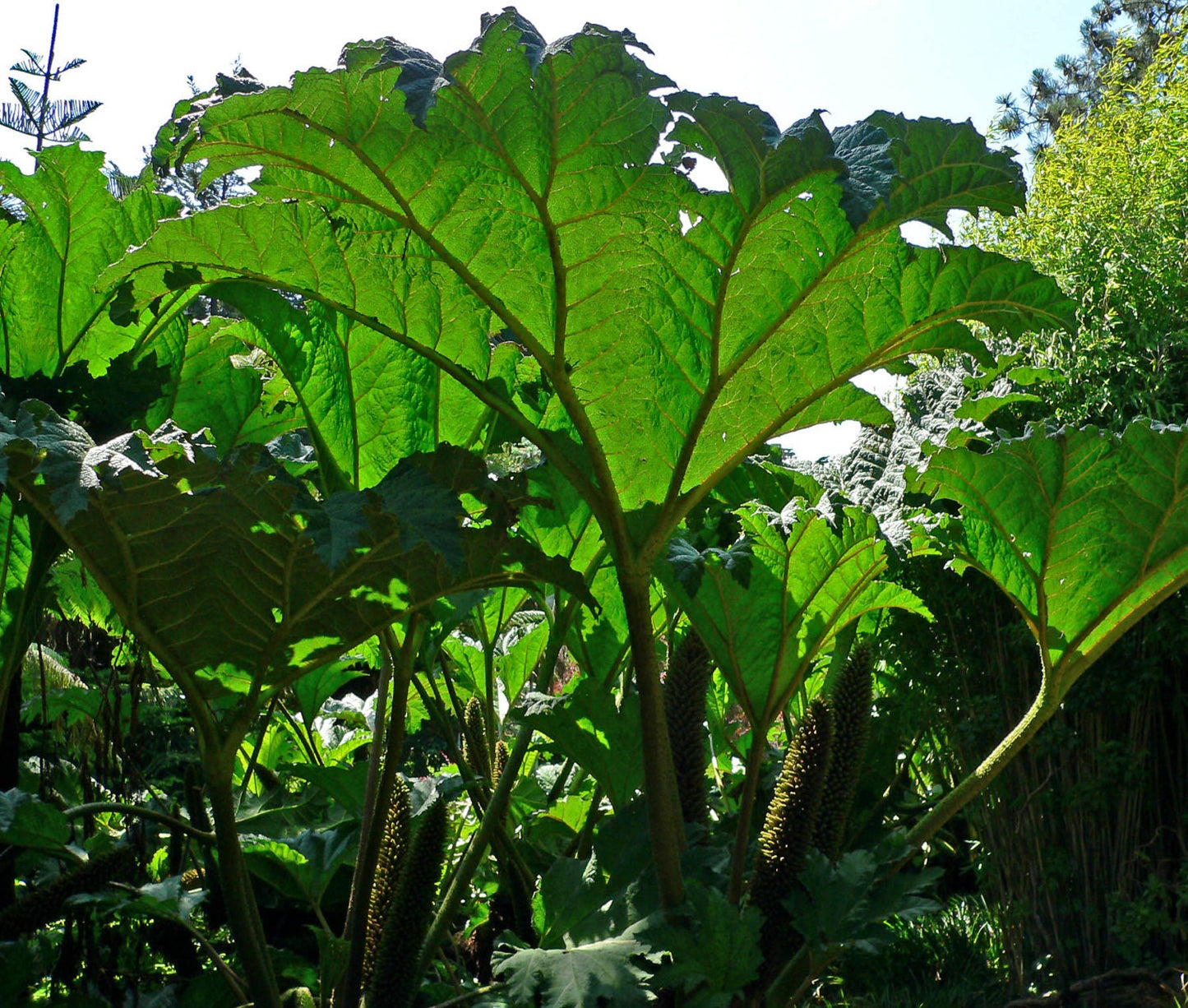 Gunnera Tinctoria * Gigante-ruibarbo * Folhas enormes * Planta Ornamental * 10 Sementes