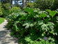 Gunnera Tinctoria * Giant-Rhubarb * Huge Leaves * Ornamental Plant * 10 Seeds