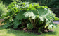 Gunnera Tinctoria * Giant-Rhubarb *巨大な葉*観賞植物* 10シード
