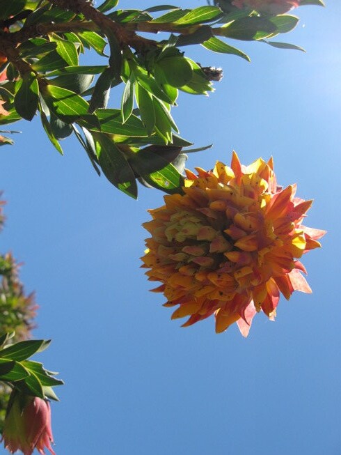 Liparia Splendens *Mountain Dahlia* Orange Adding-Head Extremamente Raro * 3 Sementes