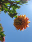 Liparia Splendens *Mountain Dahlia* Orange Adding-Head Extremamente Raro * 3 Sementes