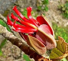 Extremely RARE Chiranthodendron Pentadactylon Devil's Hand Tree -1 Seed Limited