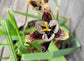 Tigridia Vanhouttei * Unusual Colors * Very Rare Collector Plant * 5 Fresh Seeds