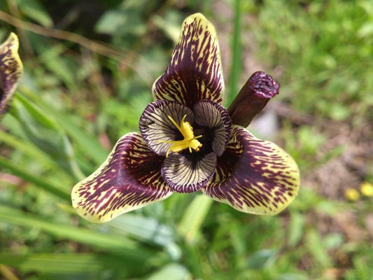 Tigridia Vanhouttei *珍しい色*非常に珍しいコレクター植物* 5つの新鮮な種子