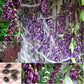 Extremely Rare Amazing Climber Vine * Mucuna Sempervirens * 1 Large Fresh Seed