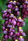 Extremely Rare Amazing Climber Vine * Mucuna Sempervirens * 1 Large Fresh Seed