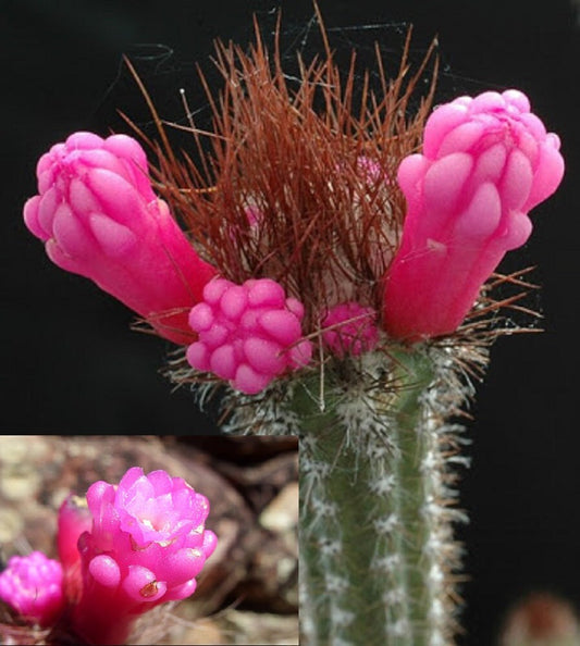 Molto raro * Arrojadoa Rhodantha 'Pink Fingers Cactus' * Facile da coltivare * 5 semi *