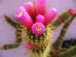 Very Rare * Arrojadoa Rhodantha 'Pink Fingers Cactus' * Easy To Grow * 5 seeds *