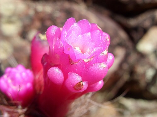 Very Rare * Arrojadoa Rhodantha 'Pink Fingers Cactus' * Easy To Grow * 5 seeds *