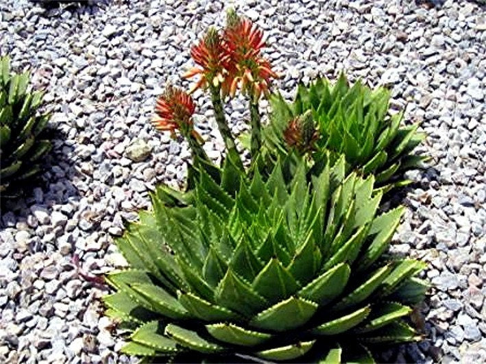 African Spiral Aloe ~ Aloe Polyphylla ~ RARE Succulent ~ 5 Seeds ~ Amazing Cacti ~