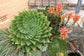 African Spiral Aloe ~ Aloe Polyphylla ~ RARE Succulent ~ 5 Seeds ~ Amazing Cacti ~