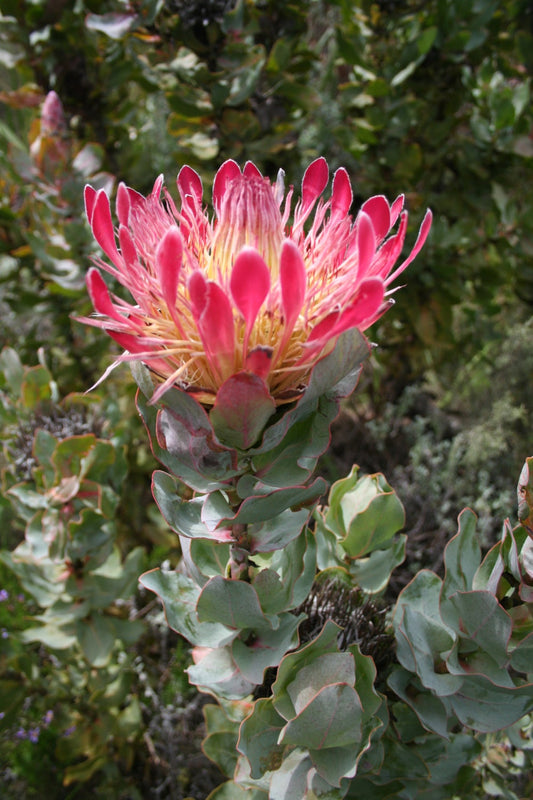 Protea Eximia * Sugarbushes * Protea più facili da coltivare * 3 semi rari