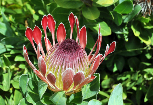 Protea Eximia * Sugarbushes * Proteas mais fáceis de cultivar * 3 sementes raras
