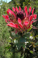 Protea Eximia * Sugarbushes * Easiest Proteas To Cultivate * 3 Seeds Rare