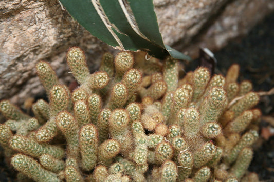 Mammillaria Elongata * Lady Finger Cactus * Royal Gold Lace Cacti Rari * 20 SEMI