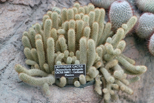 Mammillaria Elongata * Lady Finger Cactus * Royal Gold Lace Cacti Rari * 20 SEMI