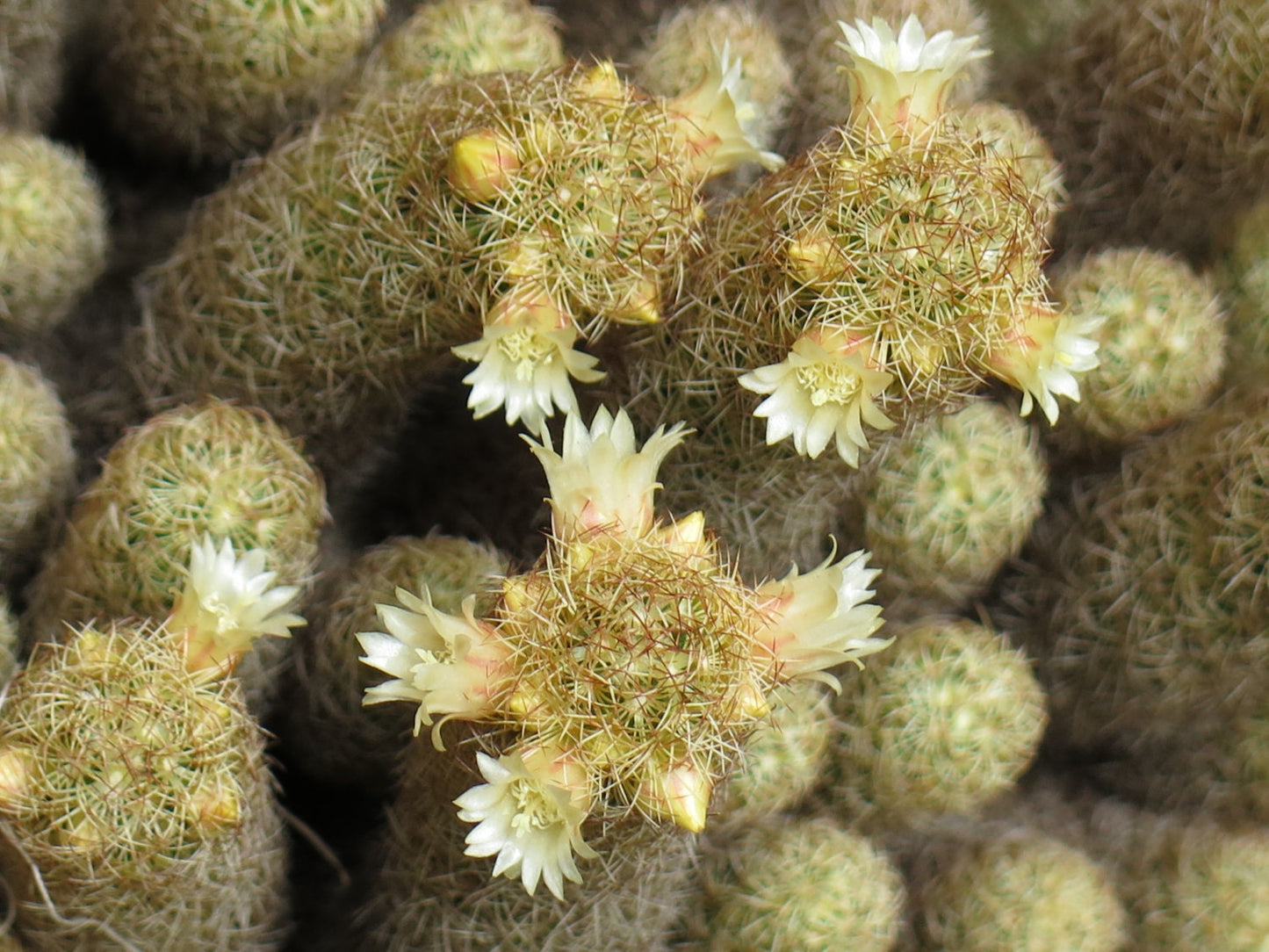 Mammillaria Elongata * Lady Finger Cactus * Royal Gold Lace Cacti Rare * 20 SEEDS