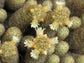 Mammillaria Elongata * Lady Finger Cactus * Royal Gold Lace Cacti Rare * 20 SEEDS