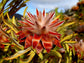 Leucadendron Rubrum * Spinning Top Conebush * 3 Seeds * Rarely Seen For Sale * Limted