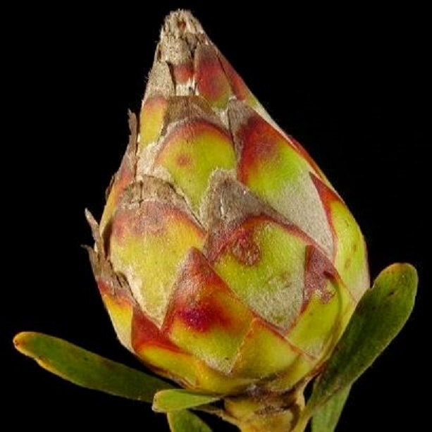 Leucadendron Rubrum * Spinning Top Conebush * 3 Seeds * Rarely Seen For Sale * Limted