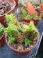 Haworthia Viscosa * Crassula succulent * Very Rare * Collectors Cactus * 5 Seeds