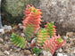 Haworthia Viscosa * Crassula succulent * Very Rare * Collectors Cactus * 5 Seeds