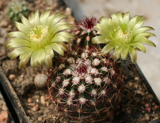 Echinocereus Viridiflorus * Riccio * Cactus fiorito raro * Hardy * 10 semi