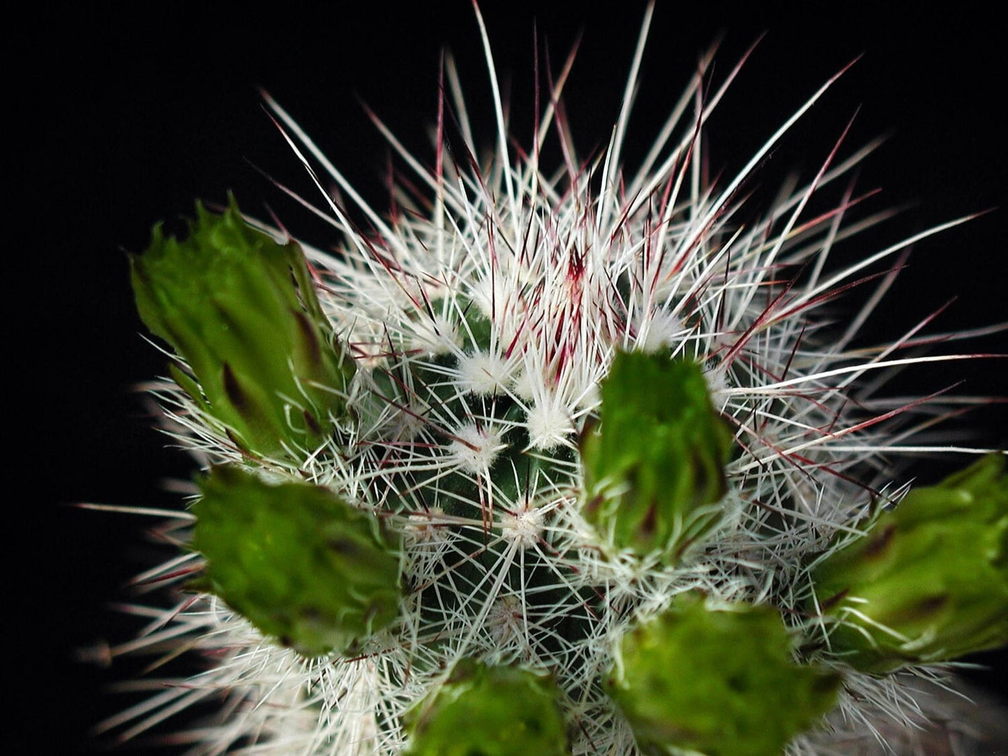 Echinocereus Viridiflorus * Hedgehog * Rare Flowering Cactus * Hardy * 10 Seeds