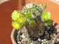 Echinocereus Viridiflorus * Hedgehog * Rare Flowering Cactus * Hardy * 10 Seeds