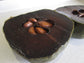 Diospyros Digyna BLACK SAPOTE Persimmon Chocolate Pudding Fruit * 5 Seeds * Very Fresh Mar 2023 Seeds * RARE