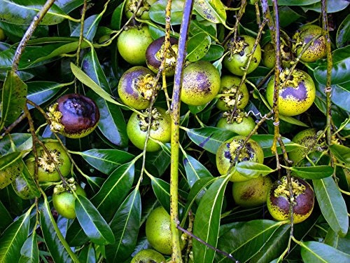 Diospyros Digyna BLACK SAPOTE Persimmon Chocolate Pudding Fruit * 5 Seeds * Very Fresh 2023 Seeds * RARE