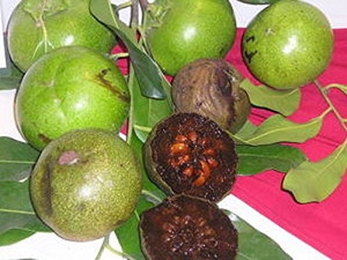 Diospyros Digyna BLACK SAPOTE Persimmon Chocolate Pudding Fruit * 5 Seeds * Very Fresh Mar 2023 Seeds * RARE