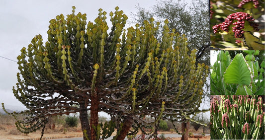 Euphorbia Cooperi * Cactus spinoso * Succulenta da collezione estremamente rara * 5 semi