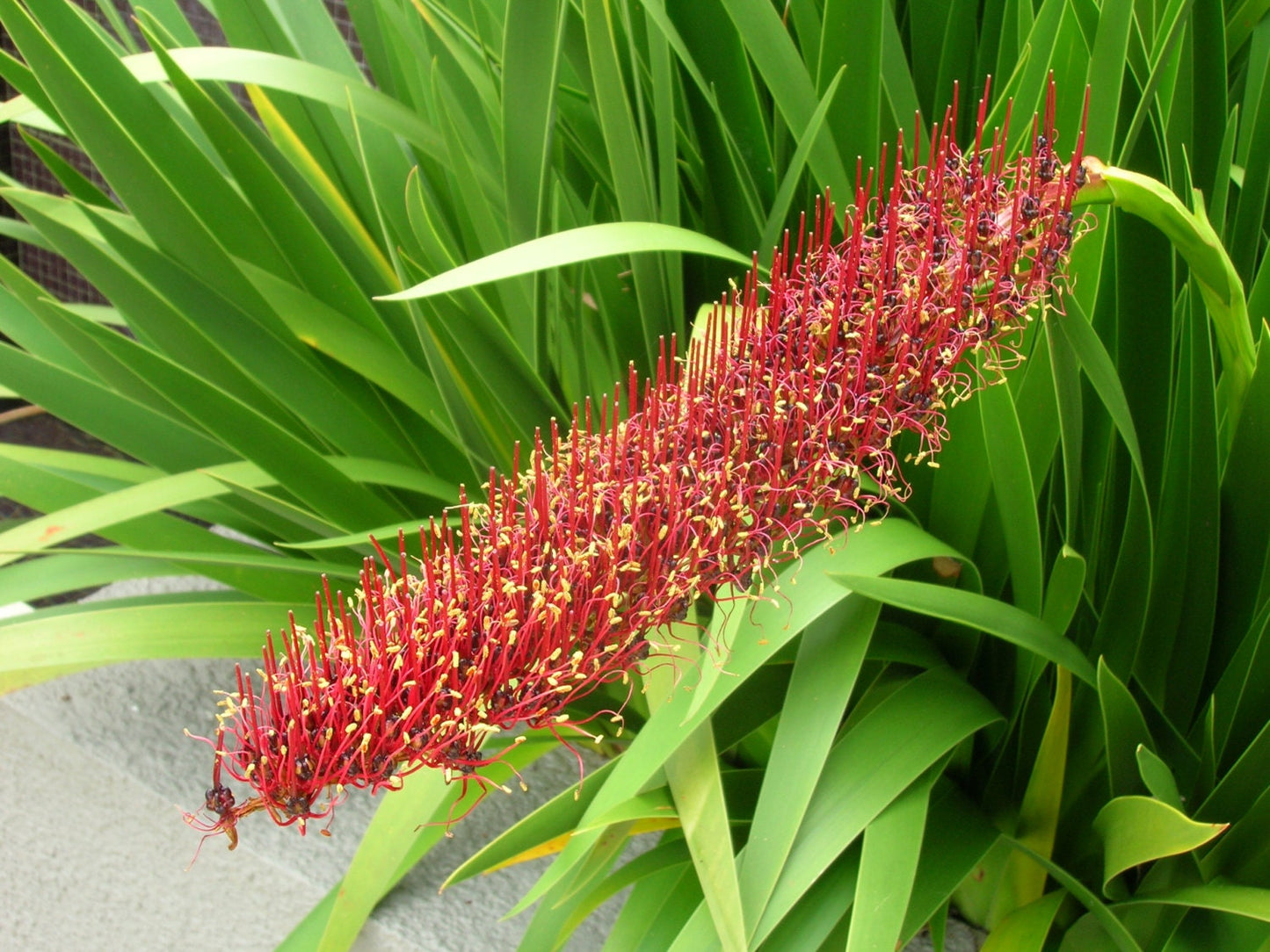 Extremely Rare * Xeronema callistemon * Poor Knights Lily * Vulnerable * 4 Seeds